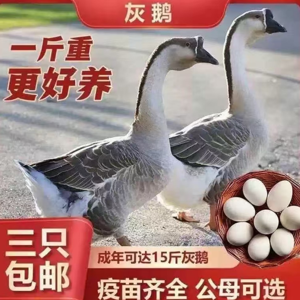 正宗纯种特大灰鹅活苗小鹅苗大脱温农村散养鹅一斤鹅苗马岗鹅燕鹅