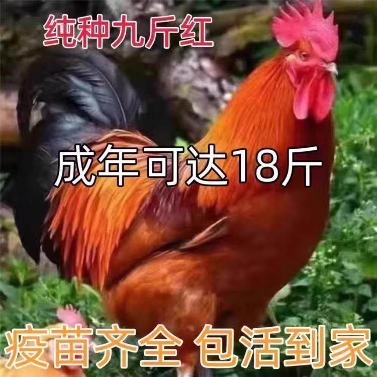 半斤巨型公鸡苗鸡活苗小鸡苗一斤九斤红鸡活苗380鸡苗阉割红公鸡,农用物资,动物种苗,淘宝优惠券,粉丝福利购,淘宝优惠卷