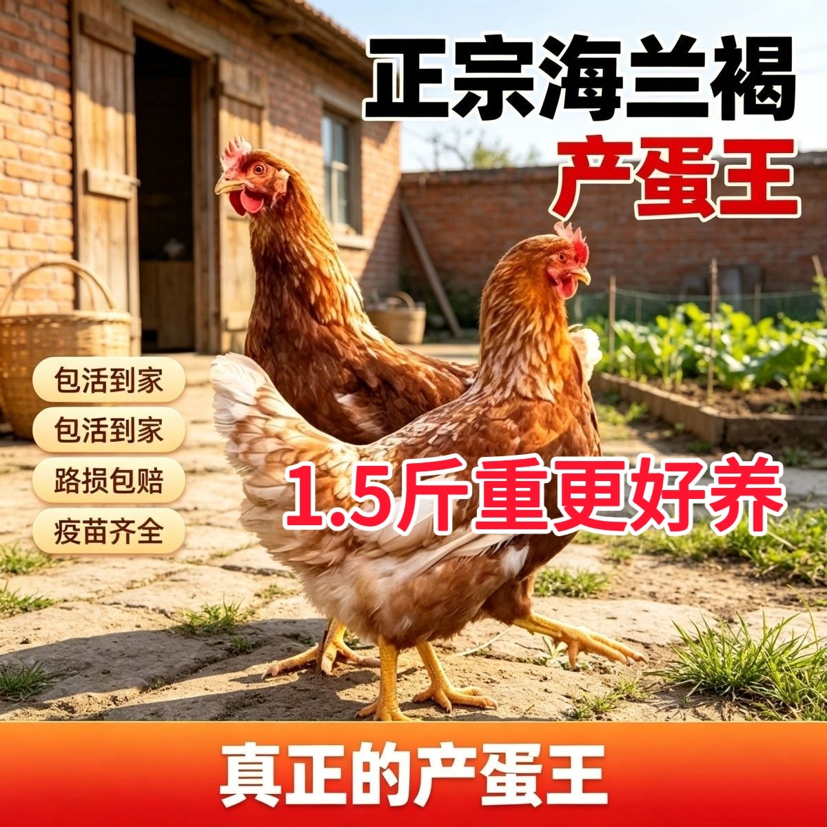 1.5斤重正宗产蛋王海兰褐活鸡农家散养母鸡下蛋青年鸡活体红毛鸡