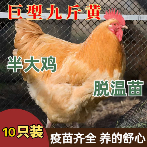 正宗一斤鸡苗活苗脱温散养鸡鸡苗活体纯散养土鸡巨型九斤黄清远鸡