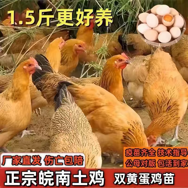 脱温土鸡活苗农家散养青脚小鸡苗