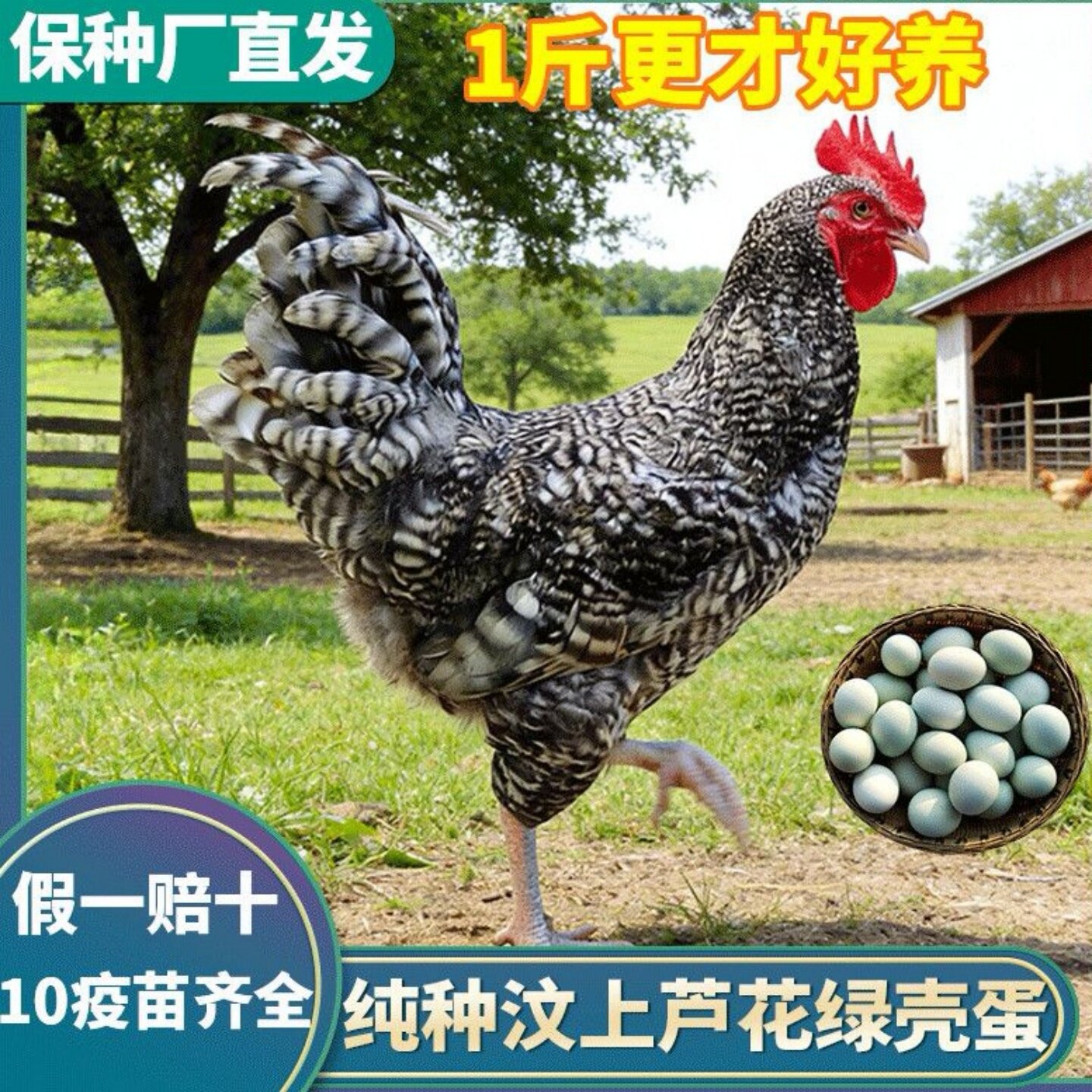 小鸡活苗纯种一斤汶上芦花鸡活苗绿壳蛋鸡黑芦花鸡脱温鸡活体包活
