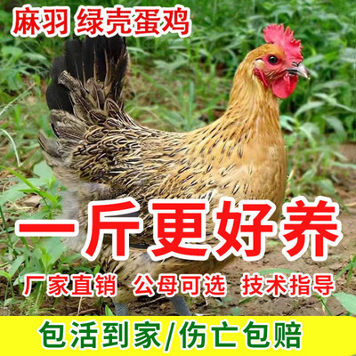 一斤正宗麻羽土鸡活苗农家散养绿壳蛋鸡高产蛋鸡苗笨鸡土鸡苗现货