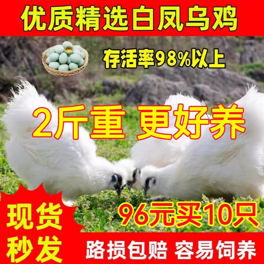 1.5斤泰和乌鸡活苗一斤白凤乌鸡活体半大乌骨鸡小鸡仔脱温鸡苗,农用物资,动物种苗,淘宝优惠券,粉丝福利购,淘宝优惠卷