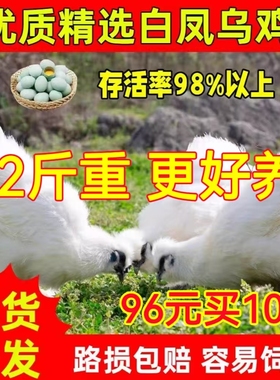 1.5斤泰和乌鸡活苗一斤白凤乌鸡活体半大乌骨鸡小鸡仔脱温鸡苗