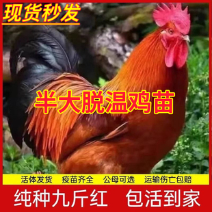 鸡活苗纯种巨型大红公鸡九斤红活苗红玉380鸡苗红公鸡半大鸡脱温