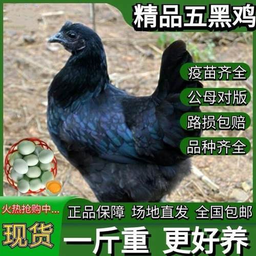 1.5斤五黑鸡活苗绿壳蛋纯种一斤脱温乌骨鸡散养乌鸡苗黑小鸡活苗