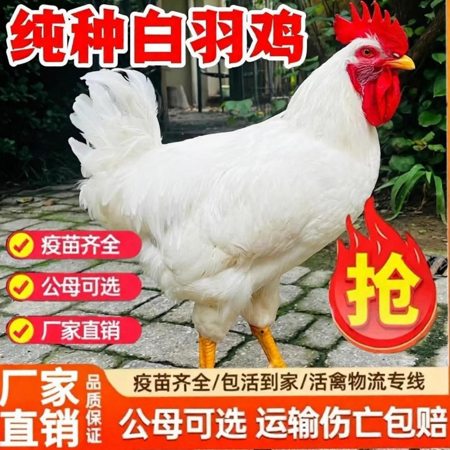1.5正宗白公鸡活苗纯种大型白羽肉鸡高产蛋脱温母鸡苗白毛笨鸡苗
