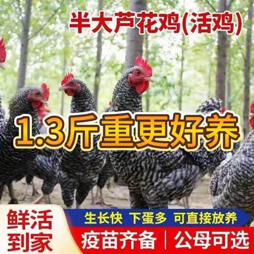 1.3斤芦花鸡苗散养土鸡小鸡活苗纯种脱温半大鸡苗芦花鸡苗柴鸡苗