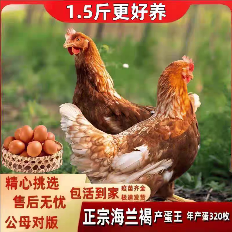 1.5斤重正宗产蛋王海兰褐活鸡农家散养母鸡下蛋青年鸡活体红毛鸡