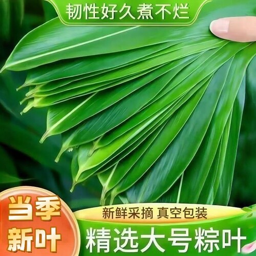 当季新叶粽叶真空包装学包正宗粽子叶家用绿叶加长版长款叶子粑粑