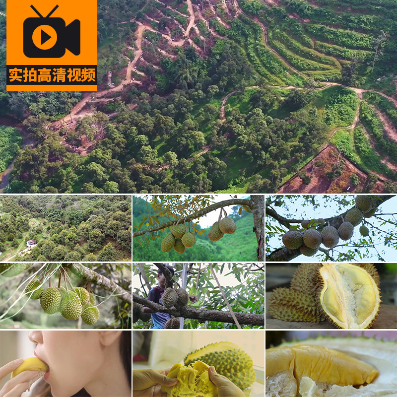 榴莲种植园采摘榴莲肉猫山王掰开果肉果实成熟榴莲树实拍视频素材