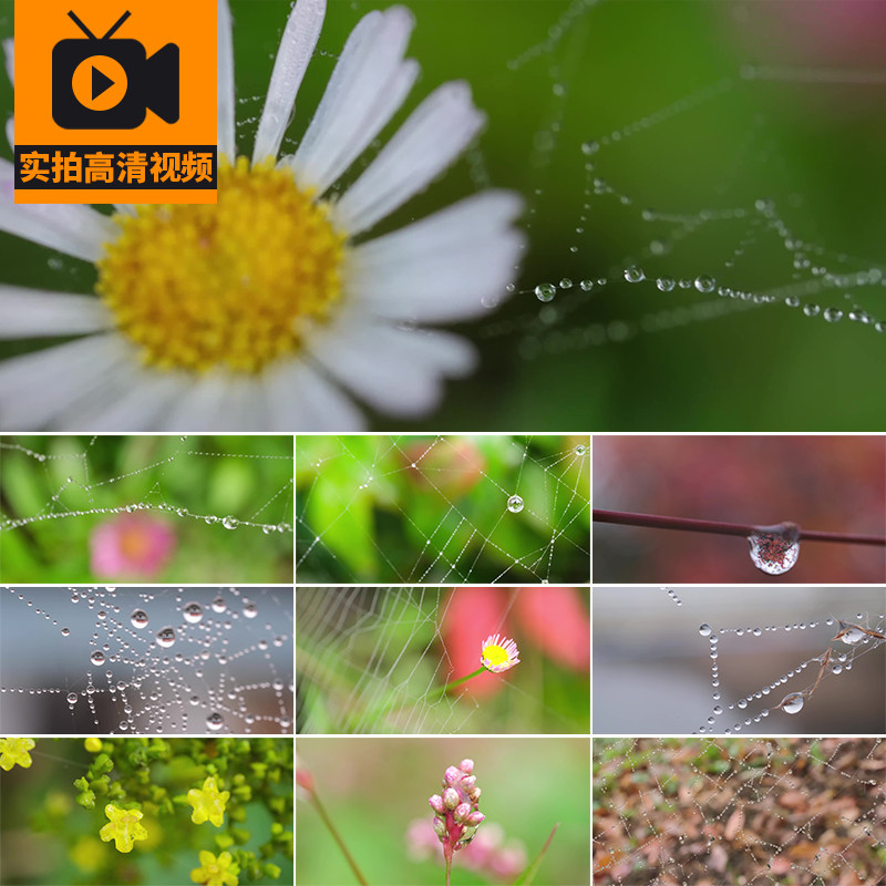 春天清晨小草植物蜘蛛网露珠露水小清新雨后水珠雨露水滴视频素材