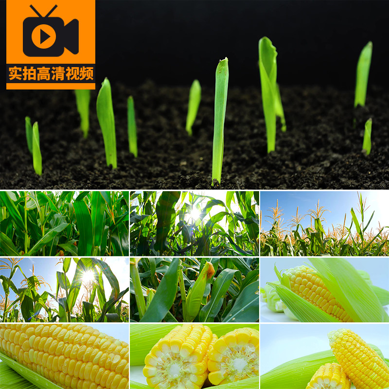 玉米地种植发芽破土生长新鲜玉米田绿色苞米农业丰收实拍视频素材