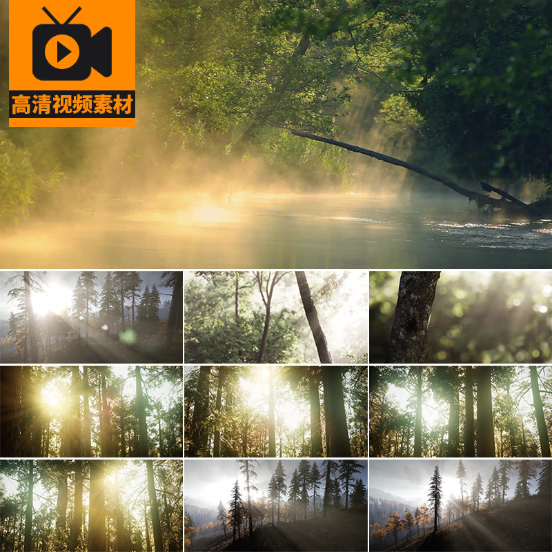 森林树林夏日阳光穿过透过照射穿透树叶树木空镜头大自然视频素材