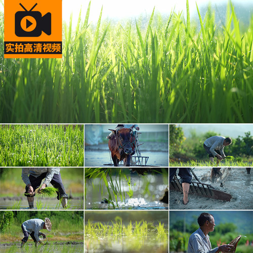 农民农忙农田水稻插秧种植庄稼田间劳作耕种耕田高清实拍视频素材