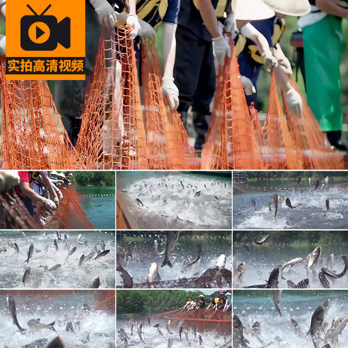 鱼塘网捕鱼花鲢大头鱼千岛湖鱼跳出水面跳跃水产养殖实拍视频素材