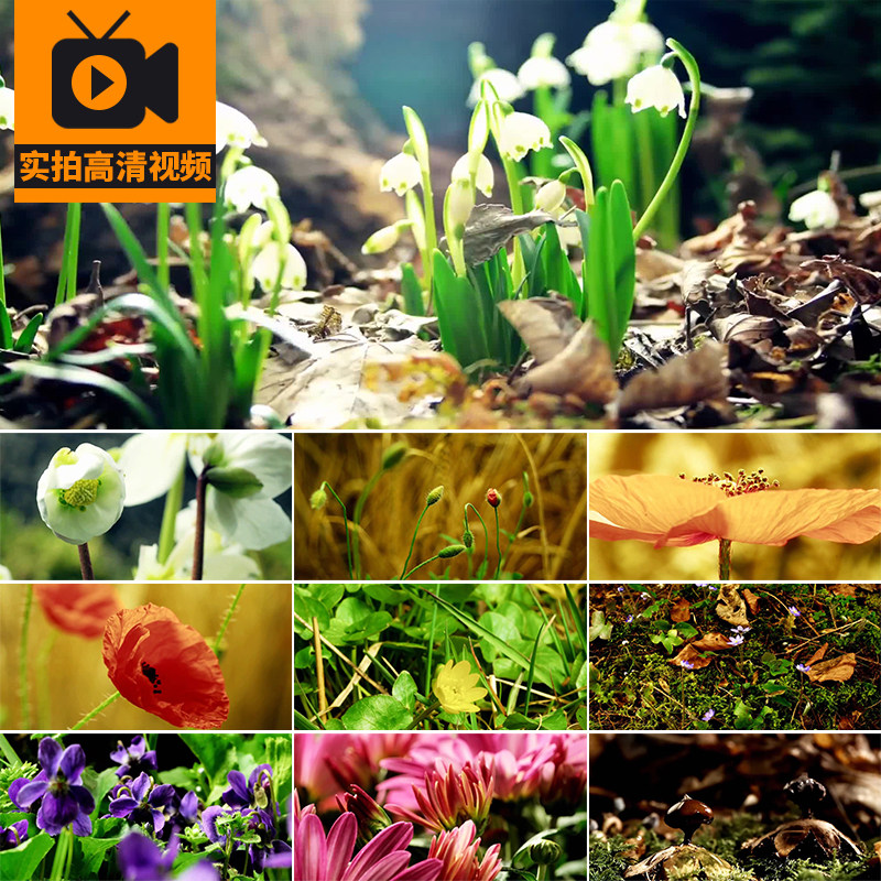春天花草植物发芽开花生长鲜花盛开绽放过程水珠滴落实拍视频素材