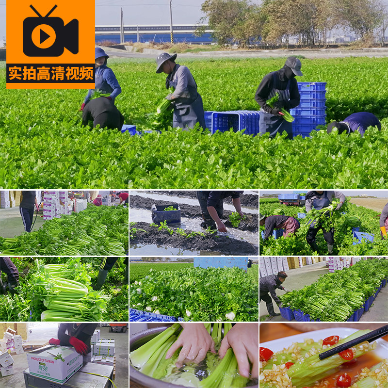 4K芹菜田地种植菜地西芹丰收获包装青菜蔬菜炒菜农业实拍视频素材