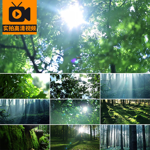 森林绿树阳光穿透过树叶绿叶树林薄雾气晨光光影风景实拍视频素材