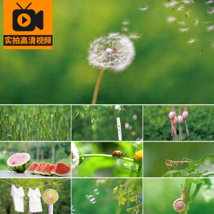 夏天阳光昆虫特写河流花草夏日绿叶清新风景立夏实拍高清视频素材