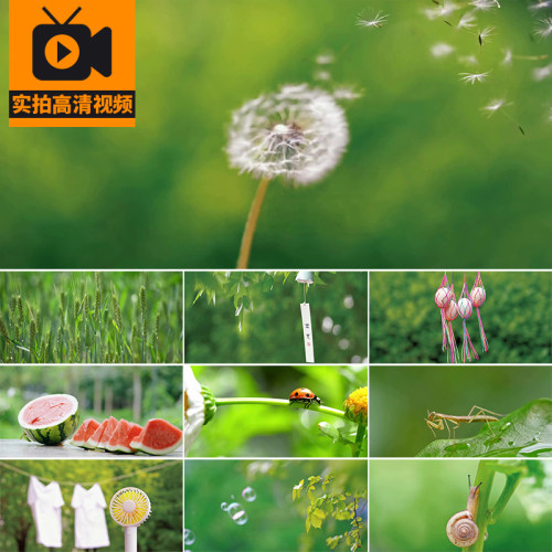 夏天阳光昆虫特写河流花草夏日绿叶清新风景立夏实拍高清视频素材