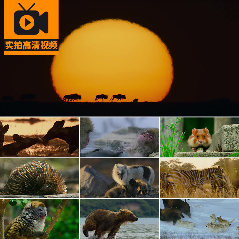 原始野生动物世界狮子老虎骆驼羚羊斑马大象狼豹高清实拍视频素材
