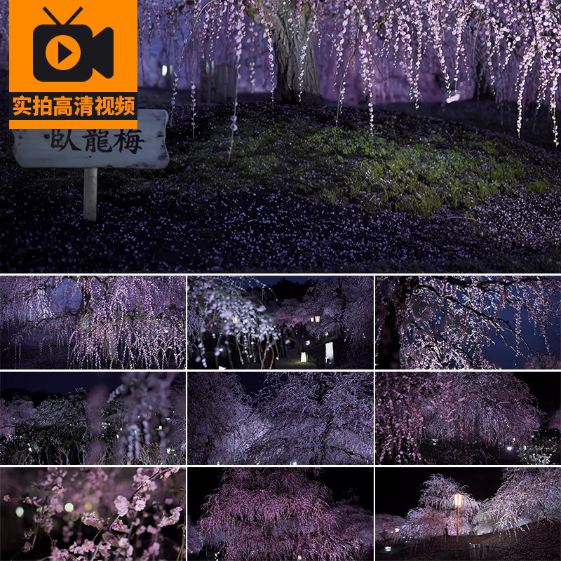 日本卧龙梅花夜景治愈风景庭院庭园夜晚春天鲜花花朵实拍视频素材