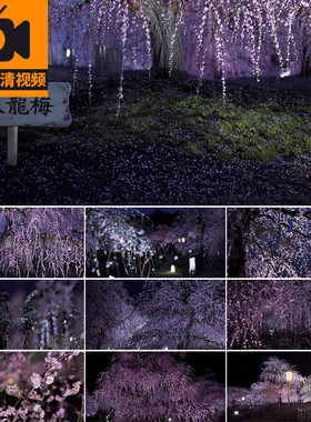 日本卧龙梅花夜景治愈风景庭院庭园夜晚春天鲜花花朵实拍视频素材