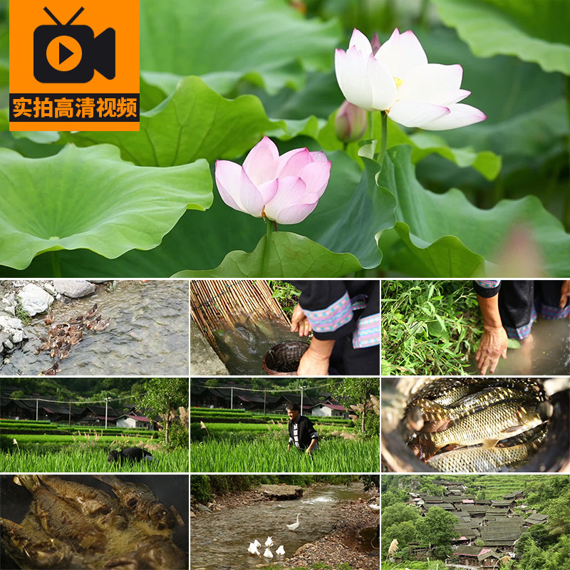 少数民族农村生活农民烟火气息农田农家院稻花鱼实拍高清视频素材