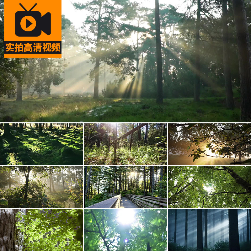 清晨夏日阳光穿透过绿叶子光线树林森林丁达尔树叶小清新视频素材
