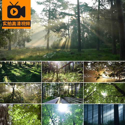 清晨夏日阳光穿透过绿叶子光线树林森林丁达尔树叶小清新视频素材