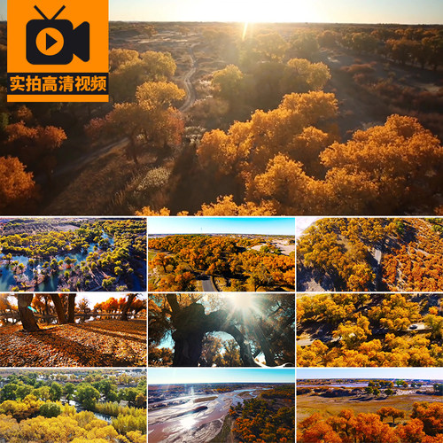 塔里木胡杨林‌金黄色秋天航拍秋季自然风景旅游高清实拍视频素材