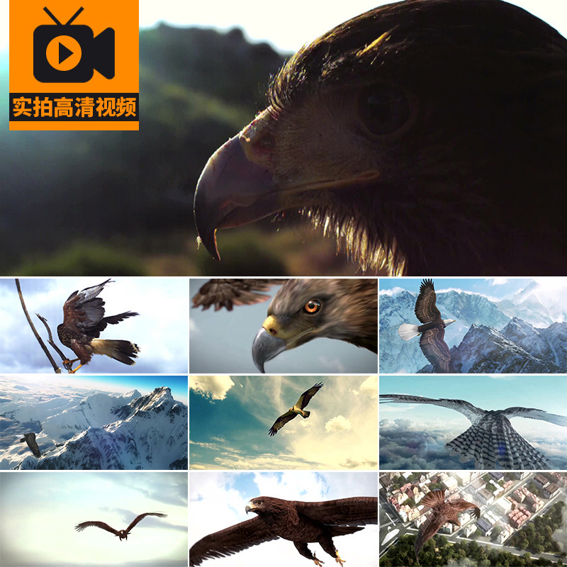 雄鹰飞翔翱翔大鹏展翅高飞老鹰飞过雪山梦想飞鹰企业励志视频素材