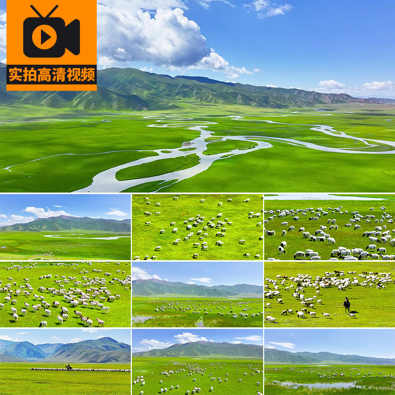 新疆巴音布鲁克大草原风光羊群吃草牧羊放牧绵羊草地实拍视频素材