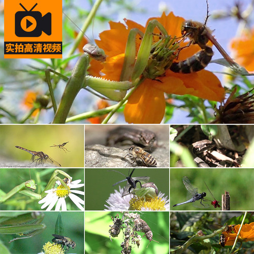 4K丛林法则大自然昆虫捕食弱肉强食螳螂刀螂捕猎蜜蜂蜘蛛视频素材
