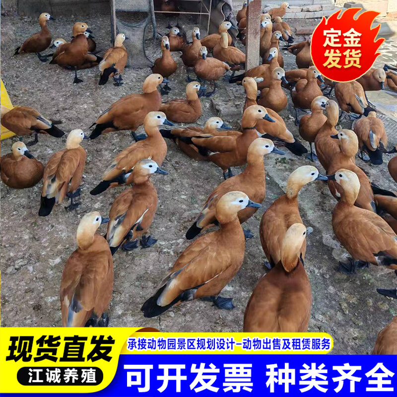 园林景区观赏赤麻鸭 养殖场出售各种水禽观赏鸭 赤麻鸭多少钱一只