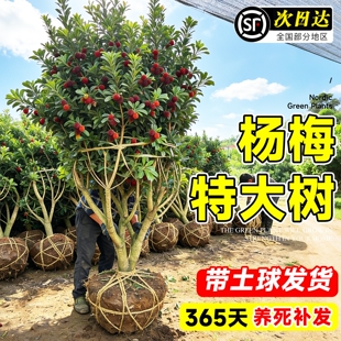 特大嫁接东魁杨梅树苗果树正宗仙居黑炭杨梅果苗南北方庭院种植