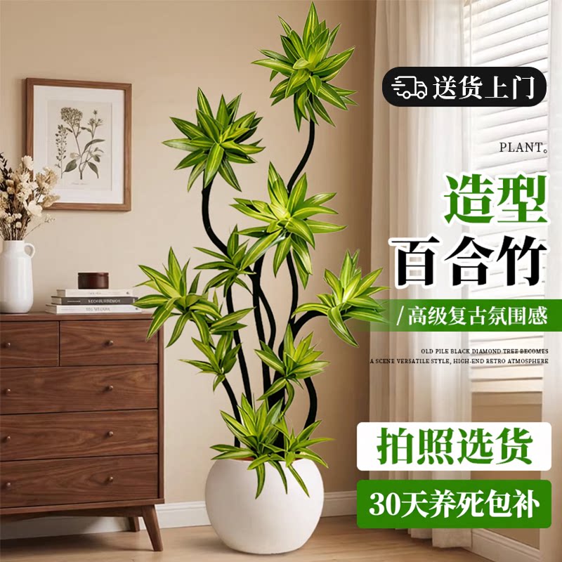 【拍照选货】百合竹客厅绿植盆栽