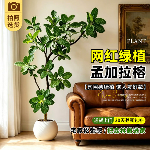 【拍照选货】造型孟加拉榕绿植