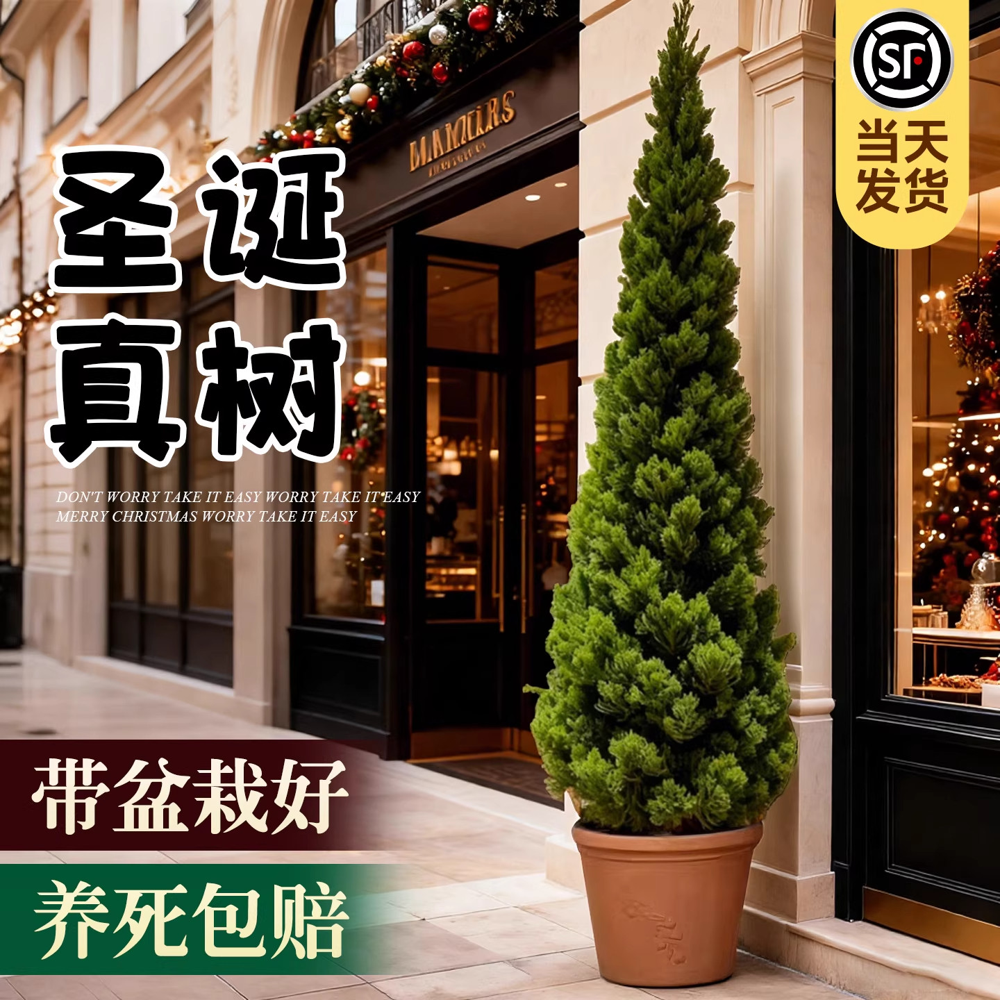圣诞树真树龙柏盆栽好养树苗松柏室内云杉大型绿植物客厅庭院户外