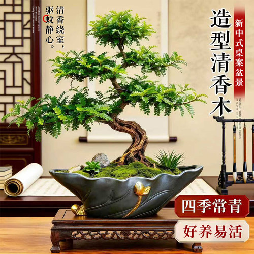 【拍照选货】清香木盆景驱蚊好养