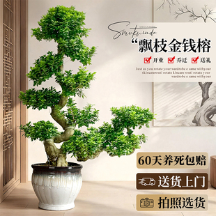 造型金钱榕盆景发财树罗汉松大盆栽摇钱树招财办公室内客厅金钱树