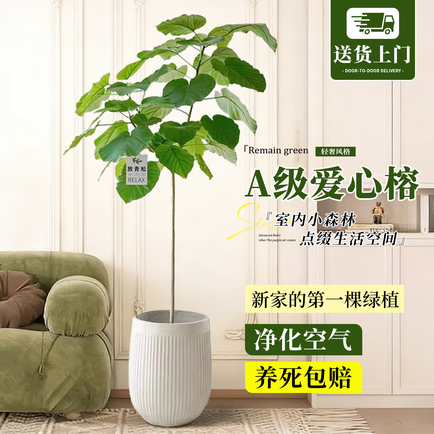 特级爱心榕网红绿植盆栽耐阴好养