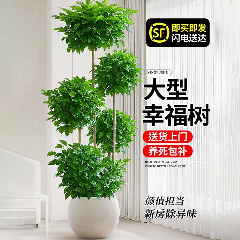 花卉老桩大棵高级感真盆景