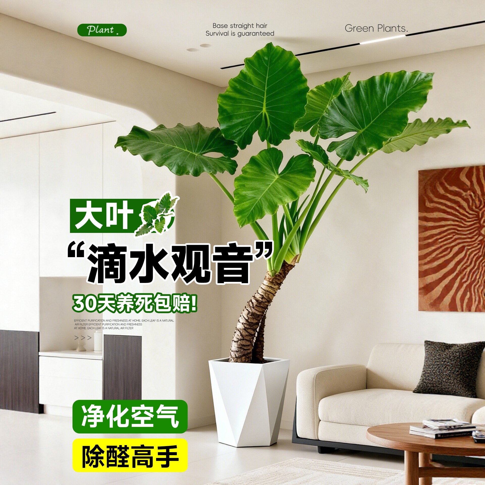 滴水观音室内老桩盆栽大叶客厅好养活旺宅植物绿植除甲醛四季常青