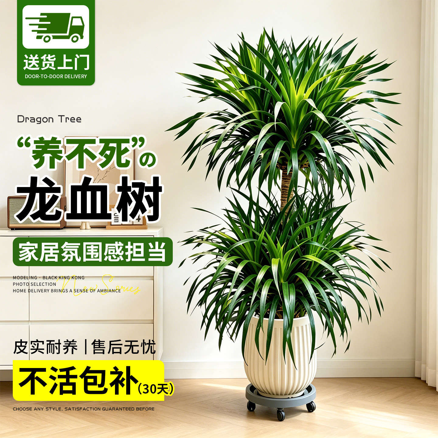 大型老桩龙血树客厅绿植物大盆栽室内高级感苗多头龙须树礼物盆景