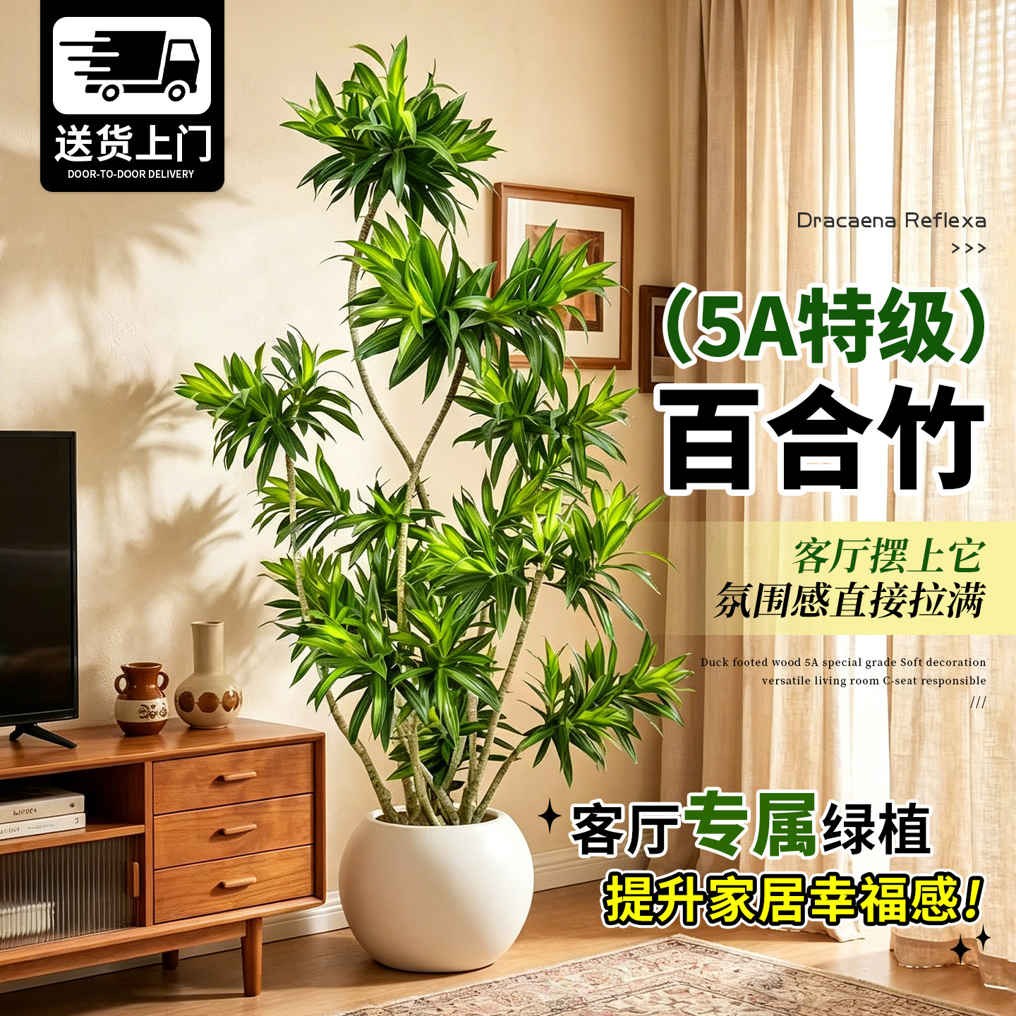 【老桩造型】金心百合竹