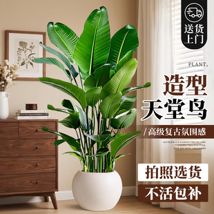 大型天堂鸟客厅绿植高级感室内植物办公室盆栽高端轻奢好养活盆景