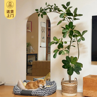 造型孟加拉榕大型客厅绿植绿植物盆栽黄金榕高山榕树落地室内好养